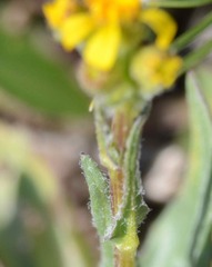 Senecio integerrimus