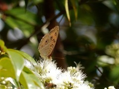 Junonia almana javana