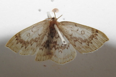 Cyclophora annularia