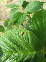 Harmonia axyridis