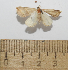 Colobochyla salicalis