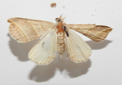 Colobochyla salicalis