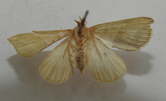 Colobochyla salicalis