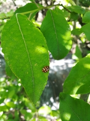 Harmonia axyridis