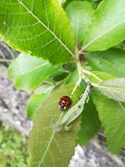 Harmonia axyridis