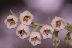 Vaccinium leucanthum