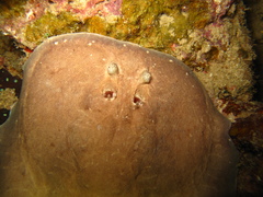 Aden Gulf Torpedo photo 2