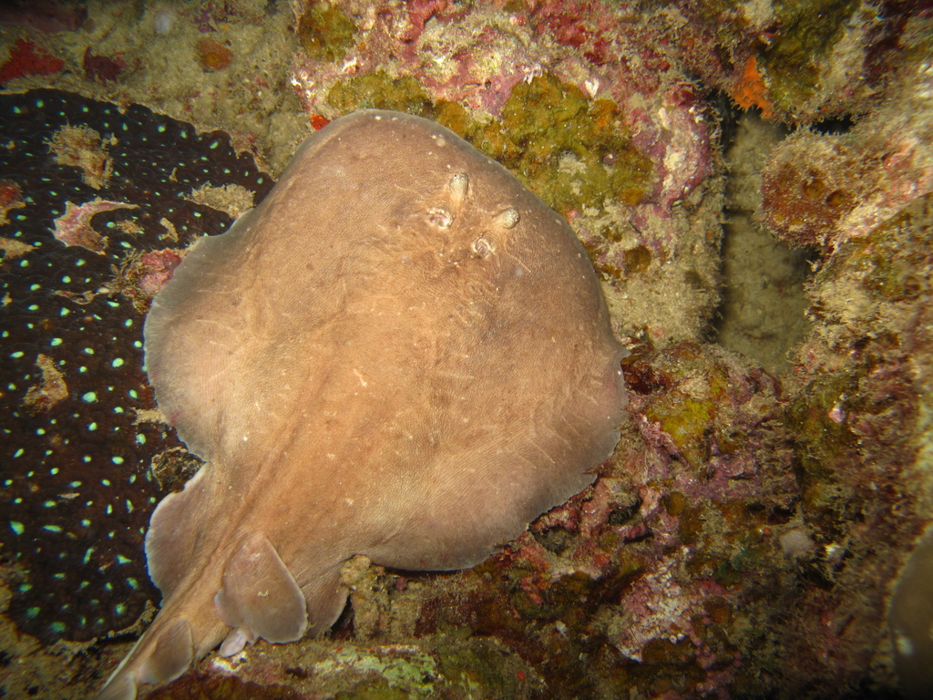 Aden torpedo (Torpedo adenensis) — Torpedinidae