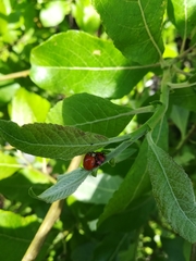 Harmonia axyridis