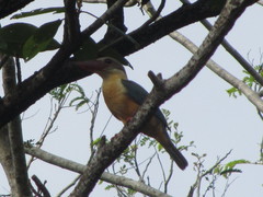 Pelargopsis capensis
