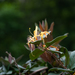 Lonicera japonica chinensis - Photo (c) 曾云保,  זכויות יוצרים חלקיות (CC BY-NC), הועלה על ידי 曾云保