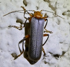 Pacificanthia consors