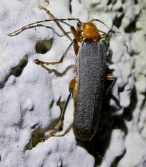 Pacificanthia consors