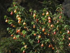 Callianthe megapotamica