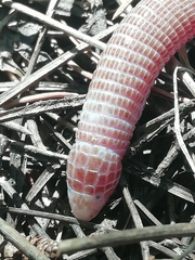Blanus cinereus