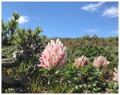 Trifolium macrocephalum
