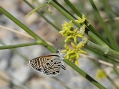Leptadenia pyrotechnica
