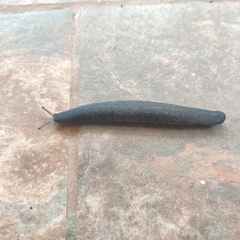 Belocaulus angustipes