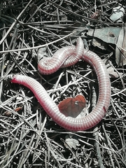 Blanus cinereus