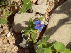 Lysimachia arvensis caerulea