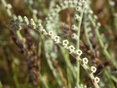 Heliotropium calcareum