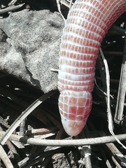Blanus cinereus