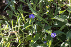 Convolvulus siculus siculus