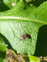 Coreus marginatus