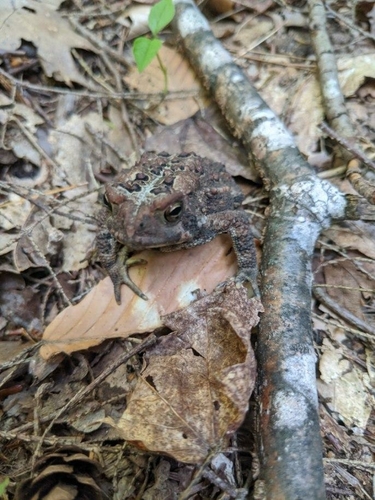 Mossy Cascade Trail