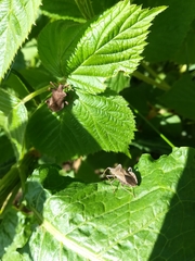 Coreus marginatus