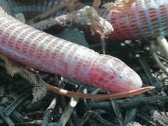 Blanus cinereus