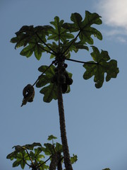 Vasconcellea pubescens