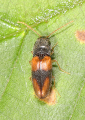 Horistonotus curiatus