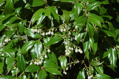 Vaccinium leucanthum