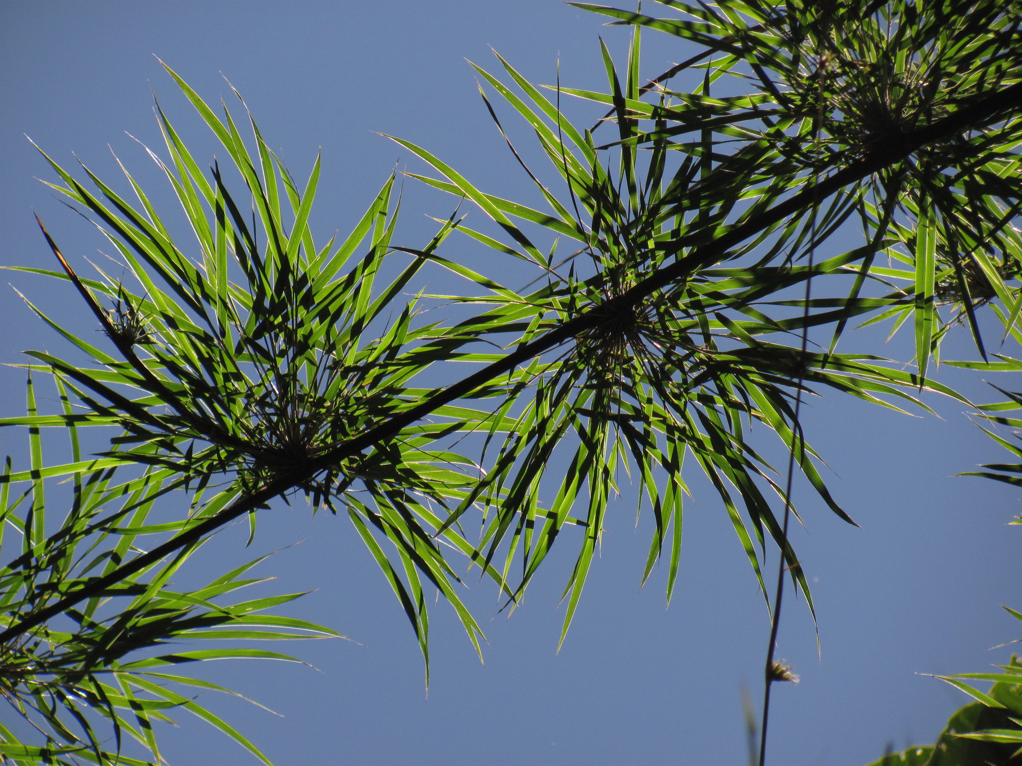 seleccione cantidad Chusquea giganteaextremadamente raro especies de bambúSemillas frescas 