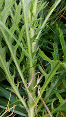 Senecio esleri