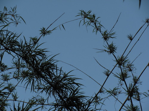 Chusquea serrulata