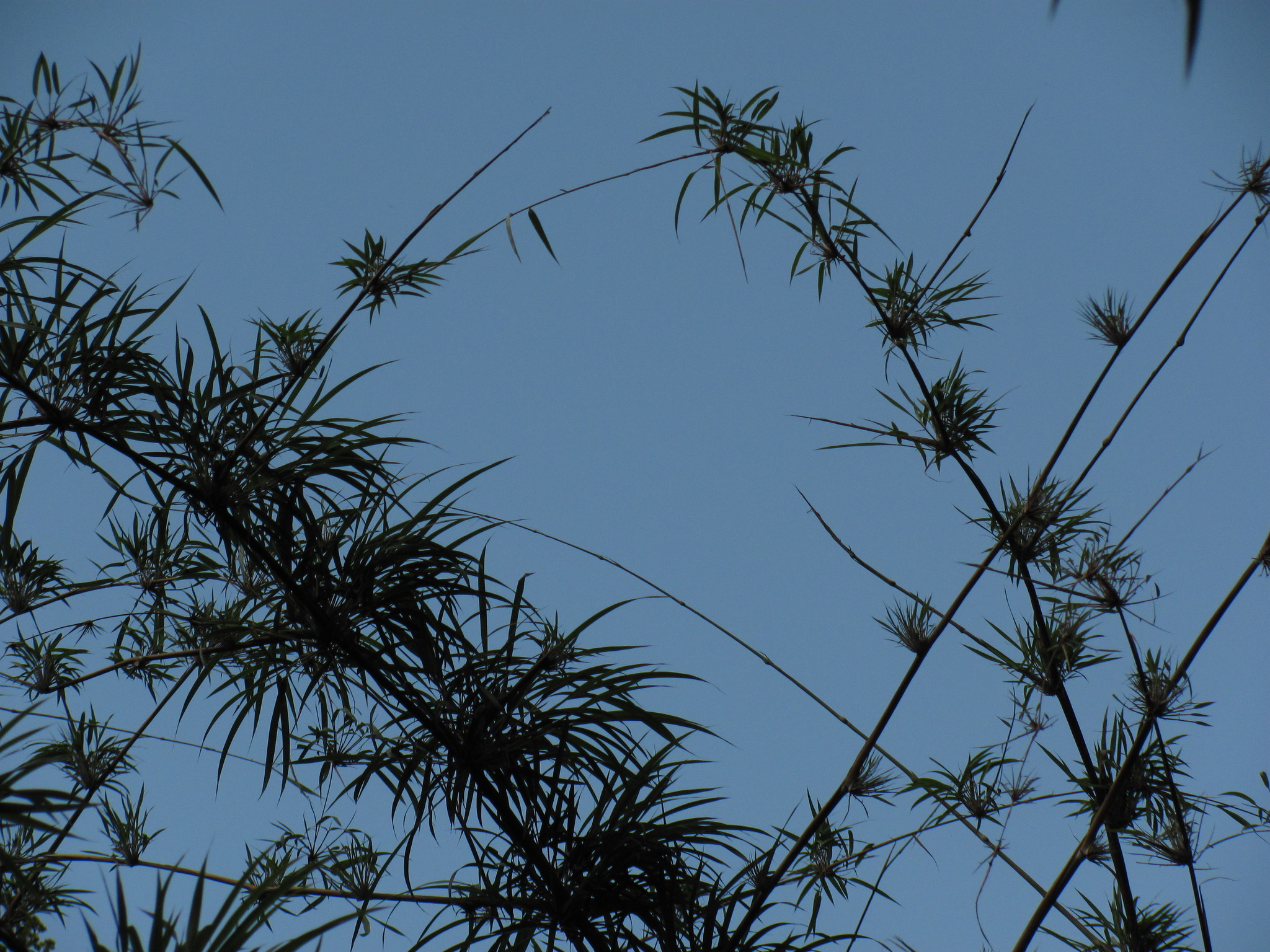 Chusquea serrulata