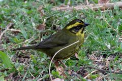 Atlapetes citrinellus