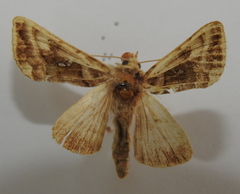 Autographa jota