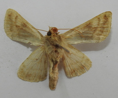 Autographa jota