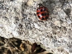 Harmonia axyridis