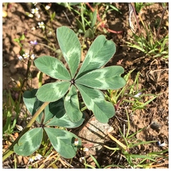 Trifolium macrocephalum