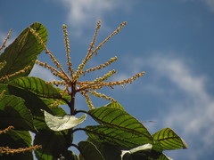 Clethra rugosa