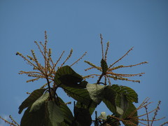 Clethra rugosa