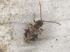 Ptinus texanus