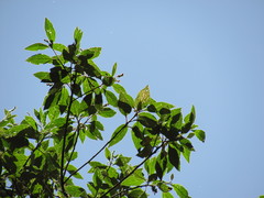 Varronia cylindrostachya