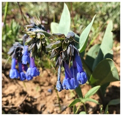 Mertensia longiflora