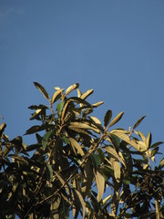 Critoniopsis bogotana