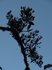 Dendrophthora clavata